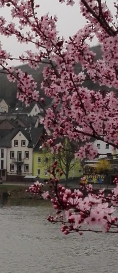 Moselliebe Daire Zell an der Mosel Dış mekan fotoğraf